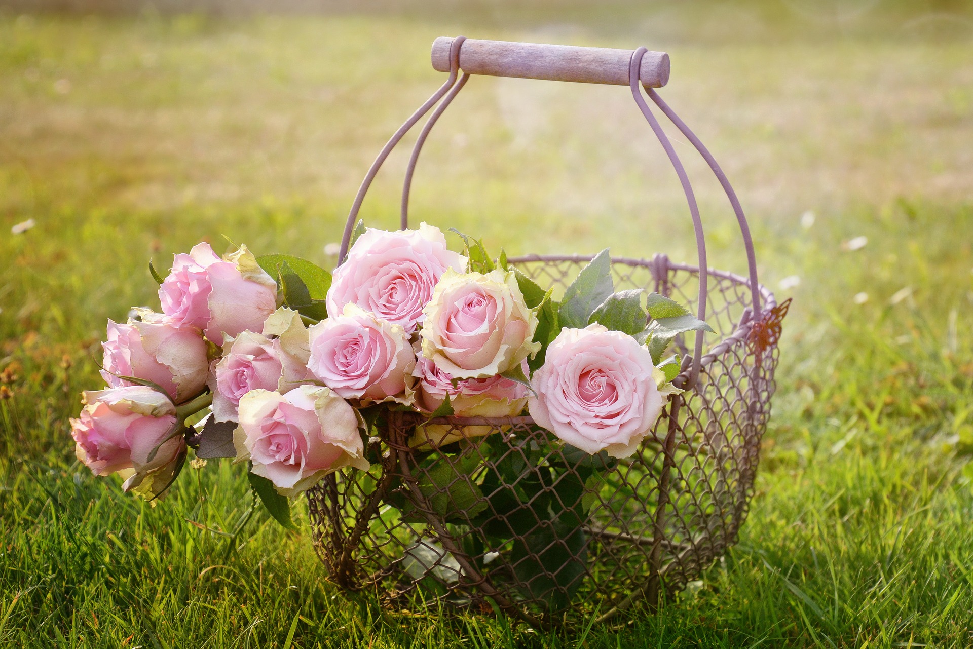 Preview for Pink-roses-wire-basket-art-background-d9a74