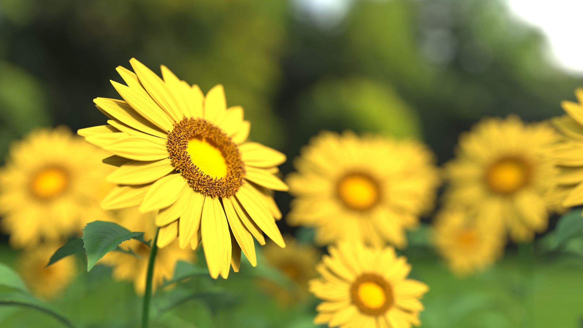 Preview for Sunflowers-in-full-bloom-asteraceae-background-49cb4
