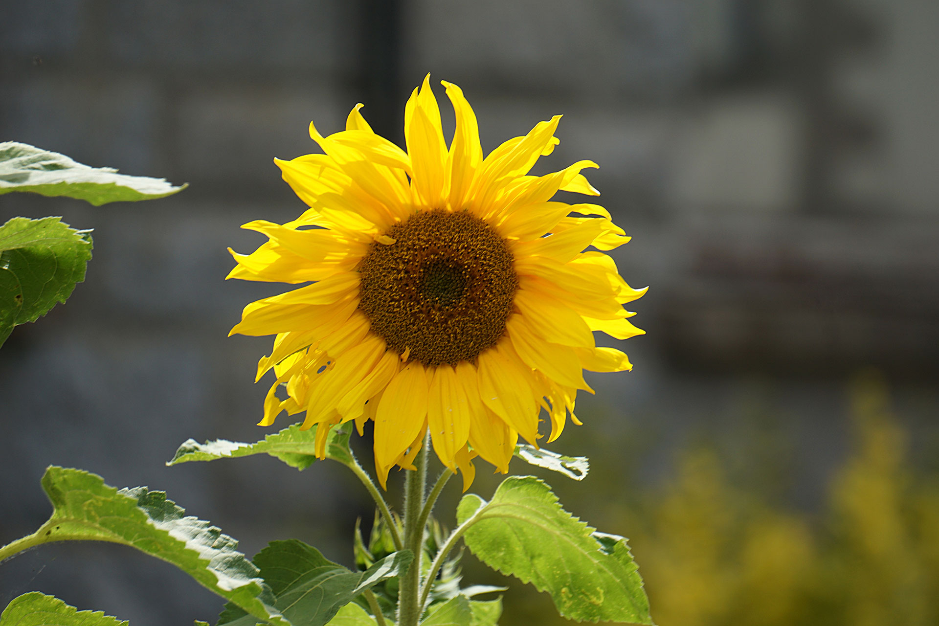 Preview for Vibrant-sunflower-in-full-bloom-blossom-background-d02e6