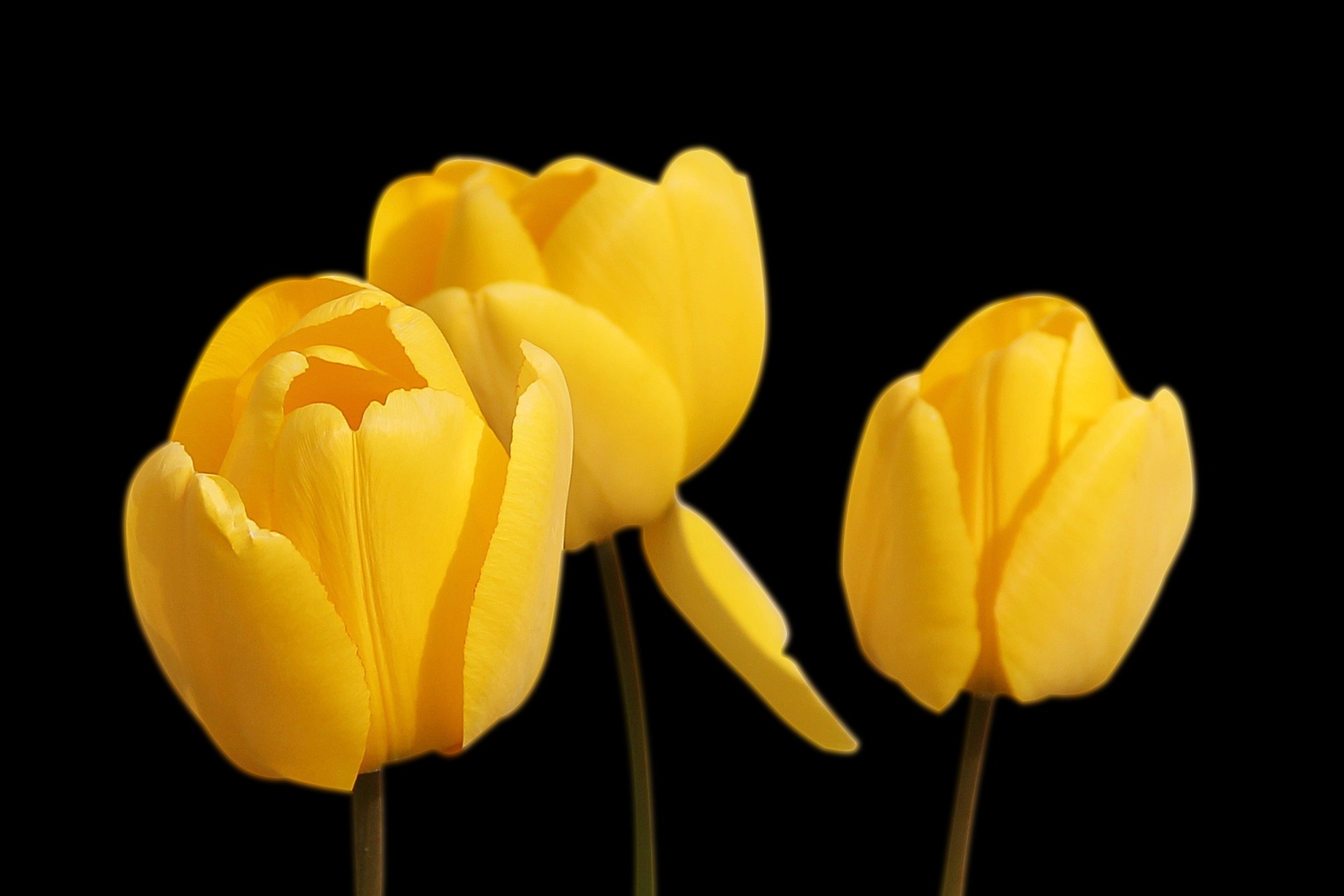 Preview for Yellow-tulips-black-background-blossom-c09e6