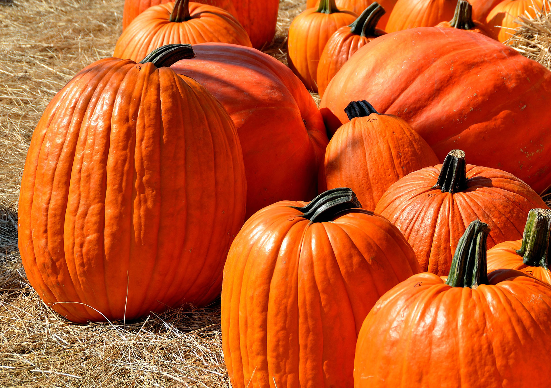 Preview for Pumpkins-on-hay-food-background-f8cb8