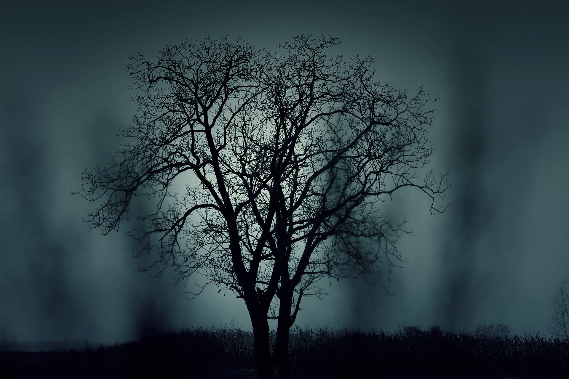 Preview for Mysterious-bare-tree-foggy-landscape-halloween-background-09e7d