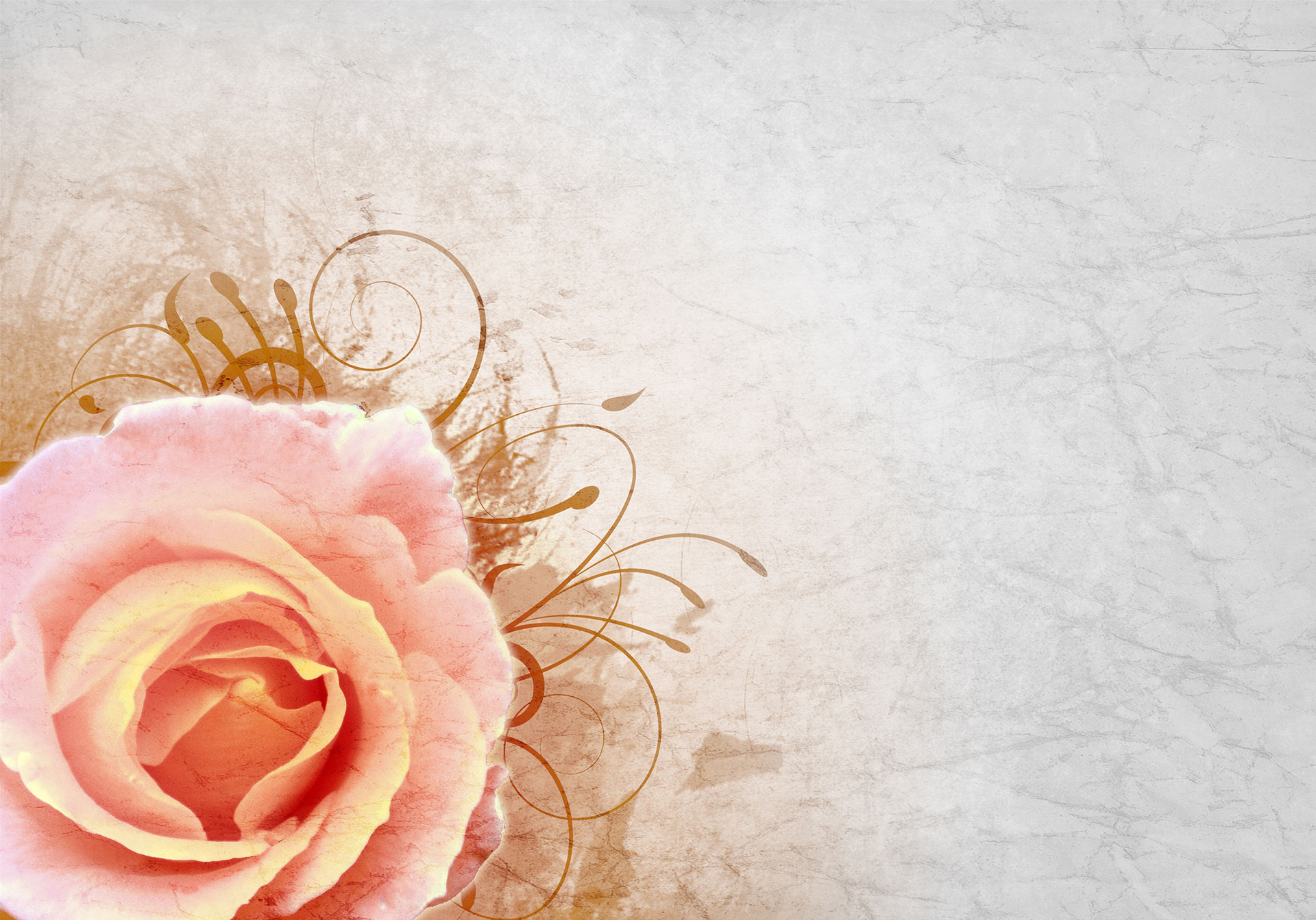 Preview for Pink-rose-beige-background-blossom-67dba