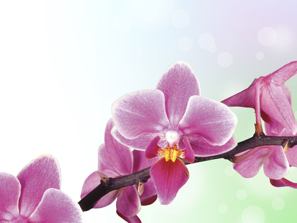 Preview for Pink-orchid-flowers-blossom-background-a3ce0