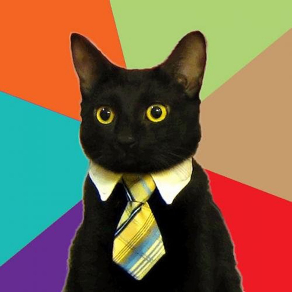 Preview for Dapper-cat-colorful-background-accessories-6b5ab
