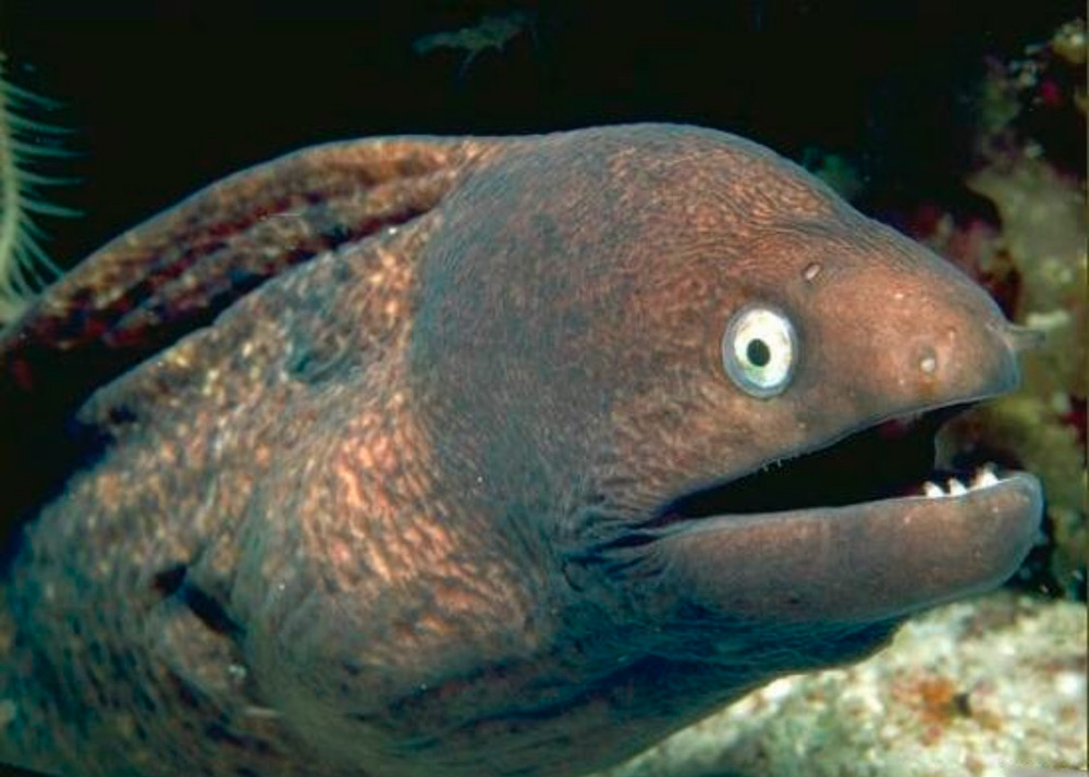 Preview for Eel-underwater-close-up-animal-background-db02e