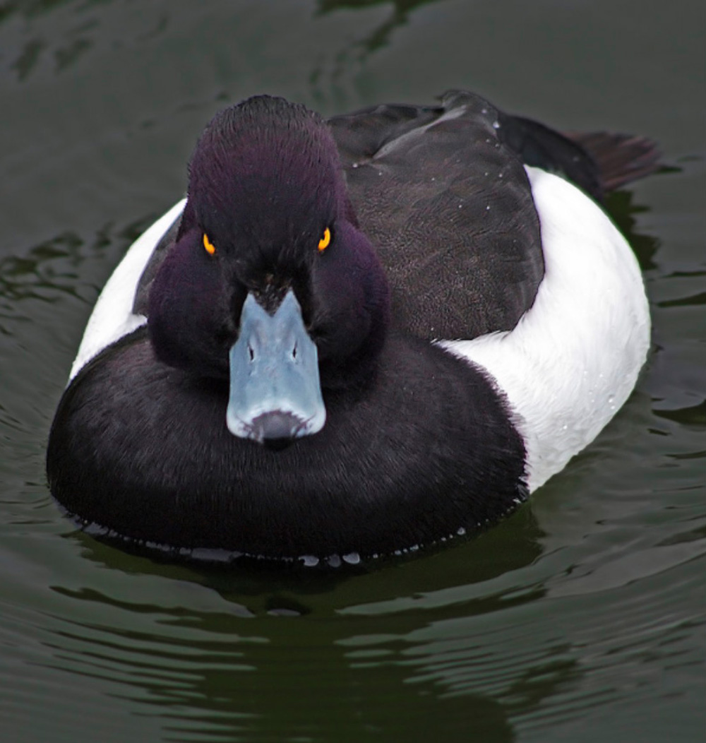 Preview for Lesser-scaup-duck-swimming-animal-background-86c66