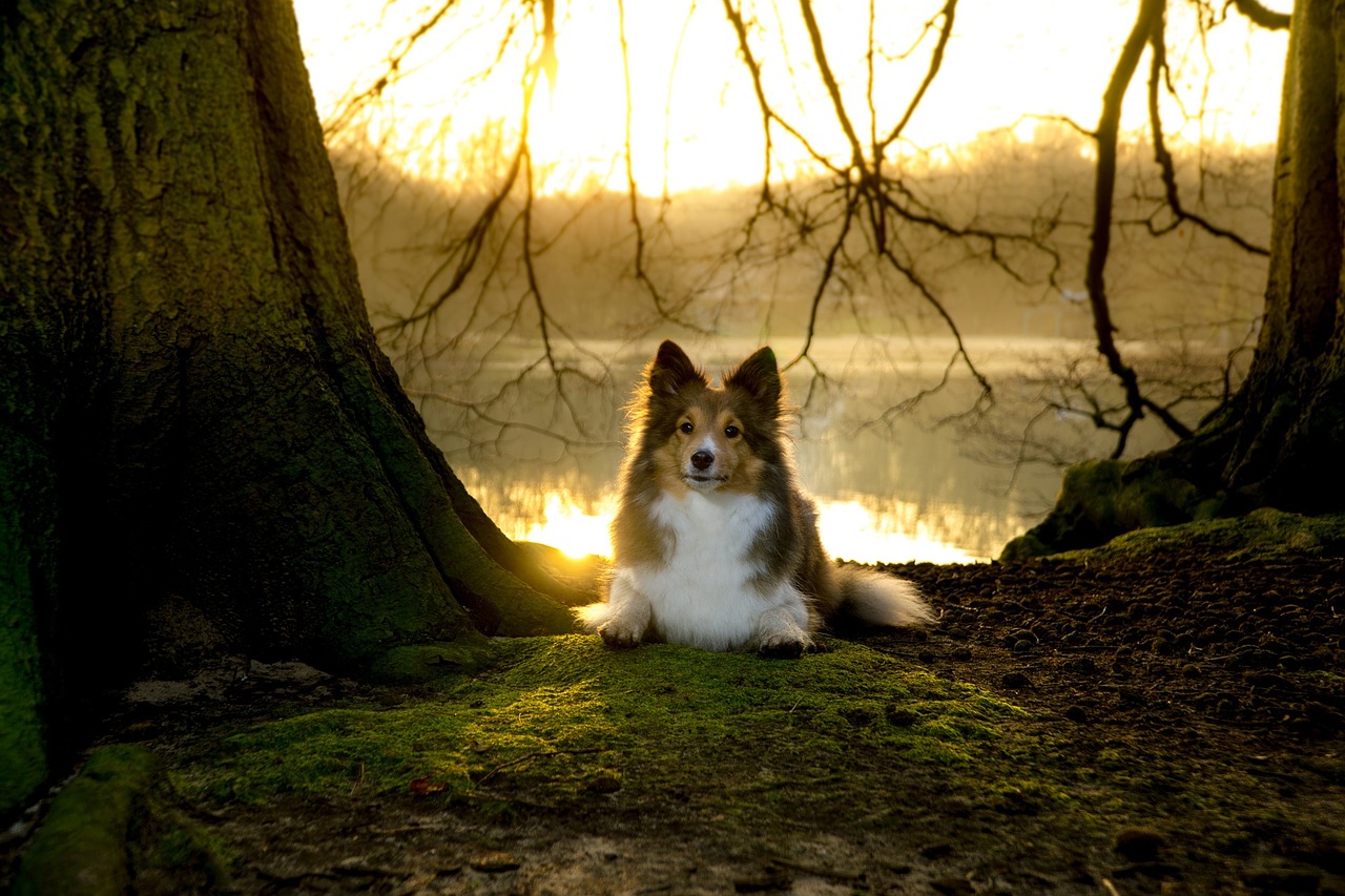 Preview for Serene-dog-forest-glade-animal-background-b1040