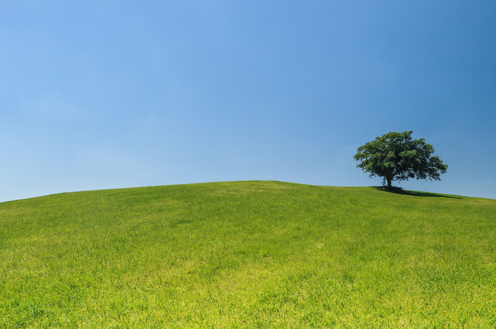 Preview for Serene-landscape-lone-tree-countryside-background-49801