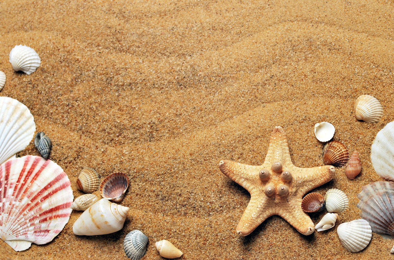 Preview for Seashells-starfish-beach-sea-life-background-12604