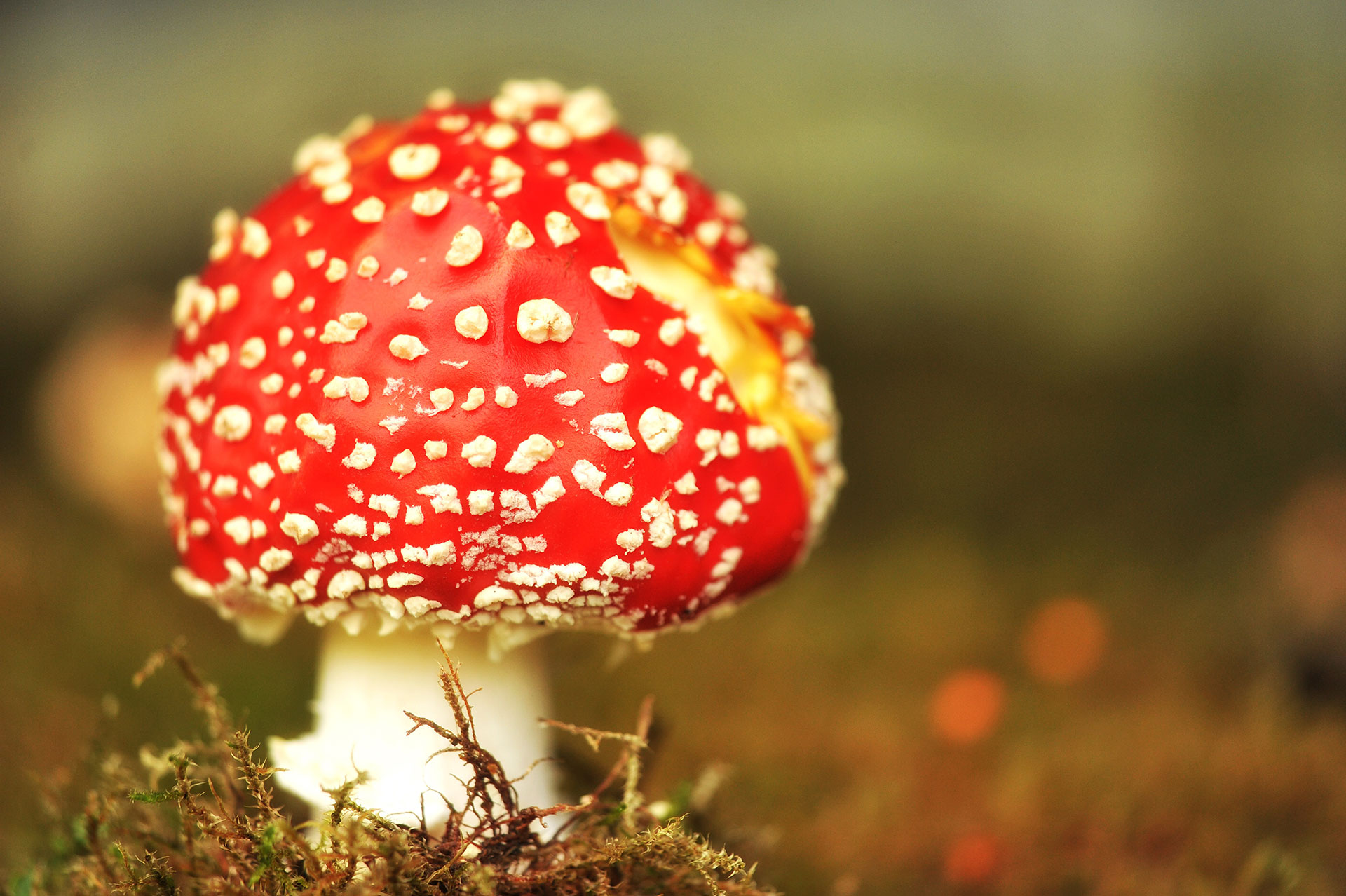 Preview for Fly-agaric-mushroom-forest-background-7ac9a
