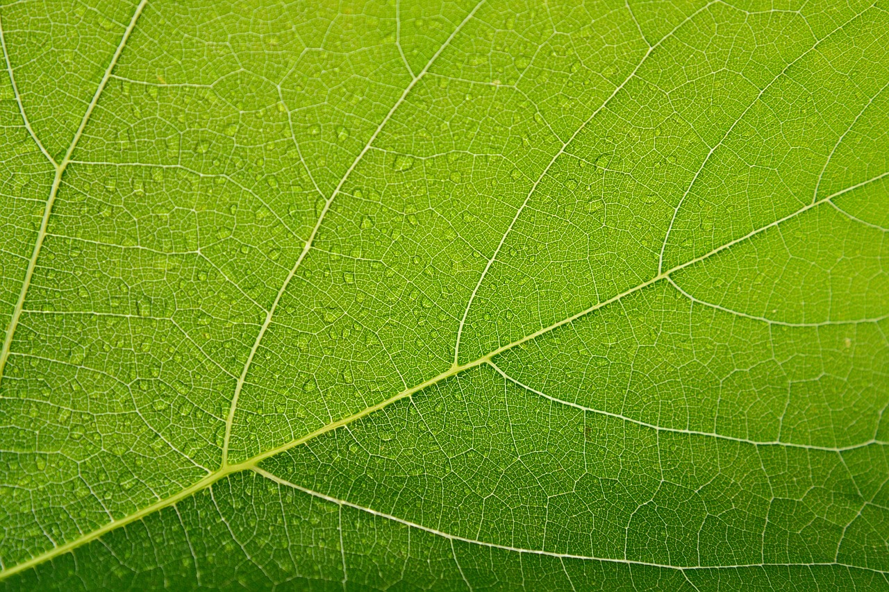 Preview for Green-leaf-texture-close-up-background-5ab30