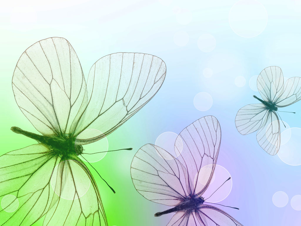Preview for Transparent-butterfly-illustrations-animal-background-54551