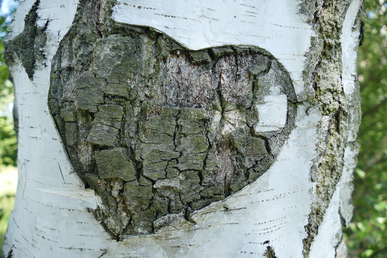 Preview for Heart-carving-on-birch-tree-misc-background-b7c08