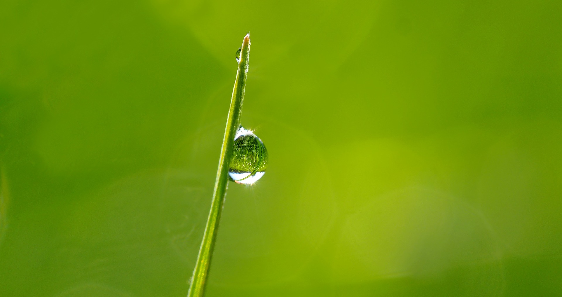 Preview for Dew-drop-grass-blade-droplet-background-acb75