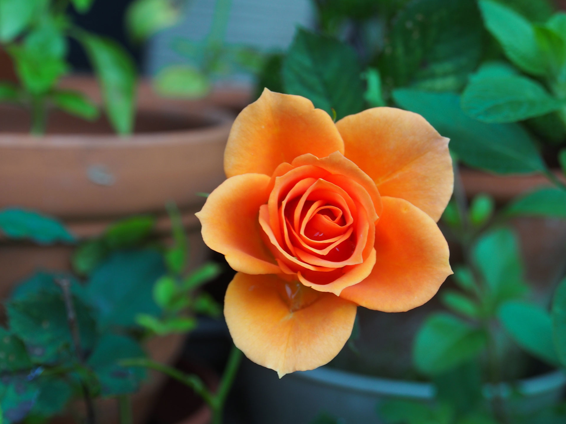 Preview for Orange-rose-terracotta-pots-blossom-background-61361