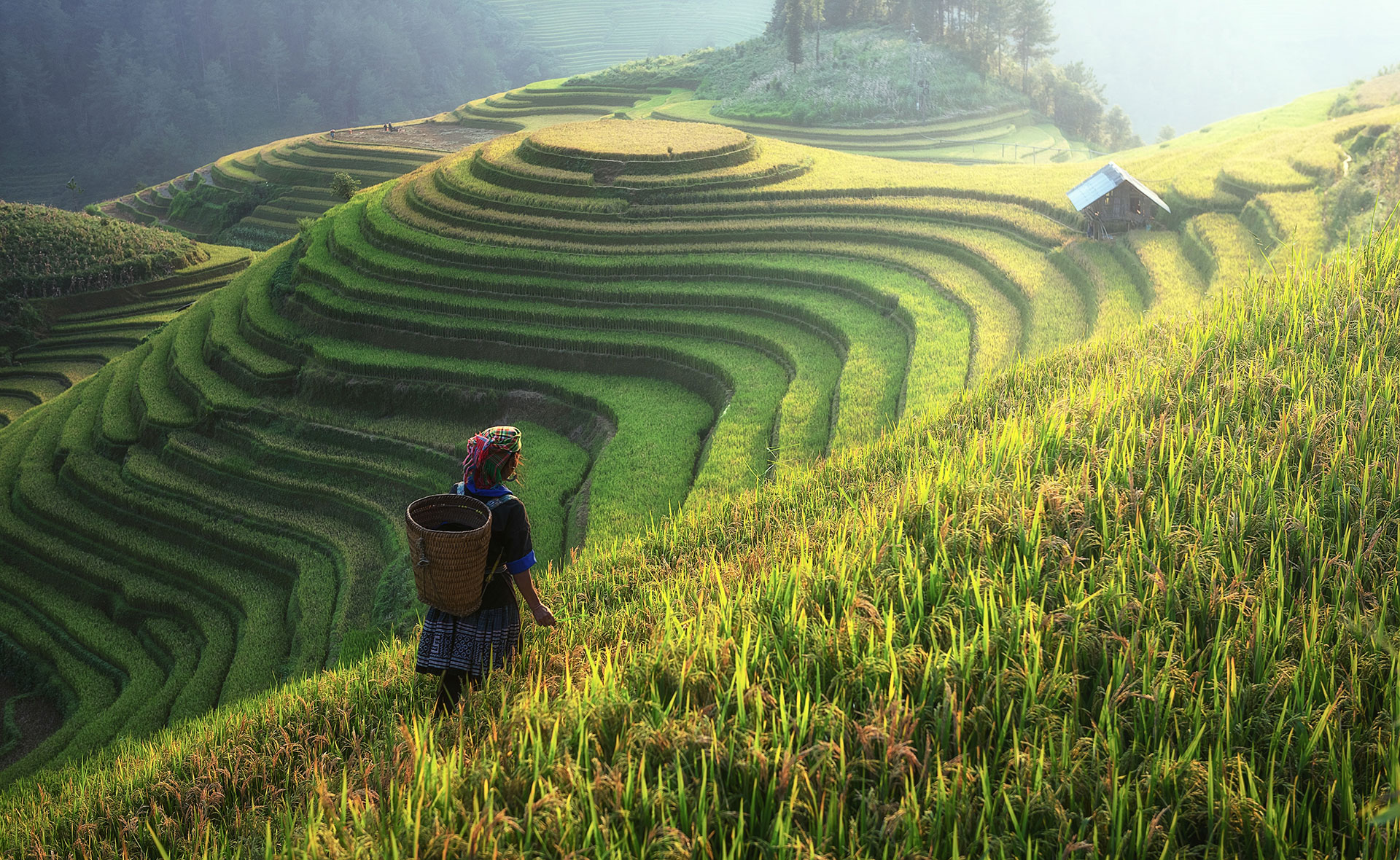 Preview for Serene-rice-terraces-landscape-countryside-background-8474e