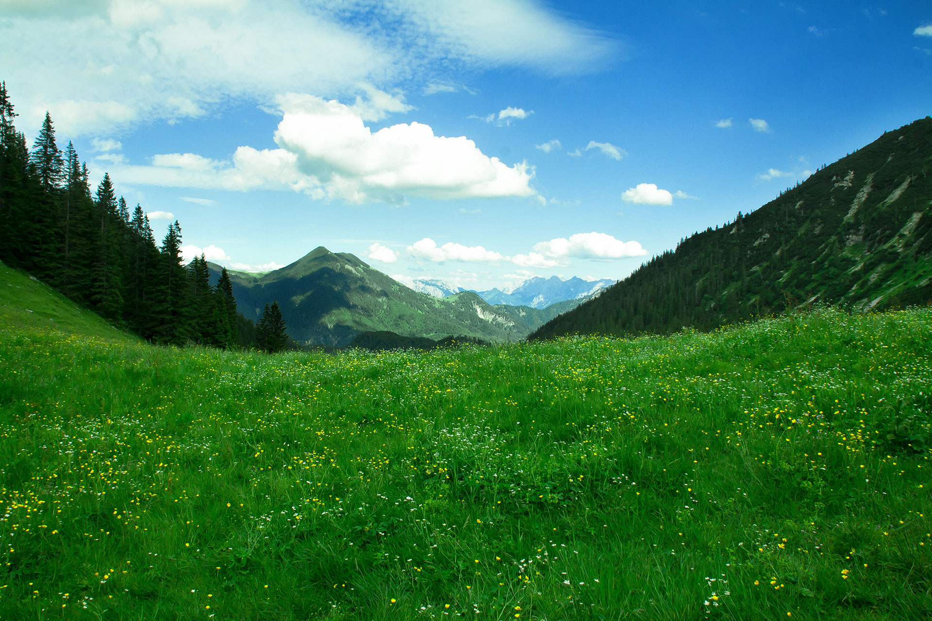 Preview for Serene-mountain-meadow-landscape-countryside-background-8b1a2