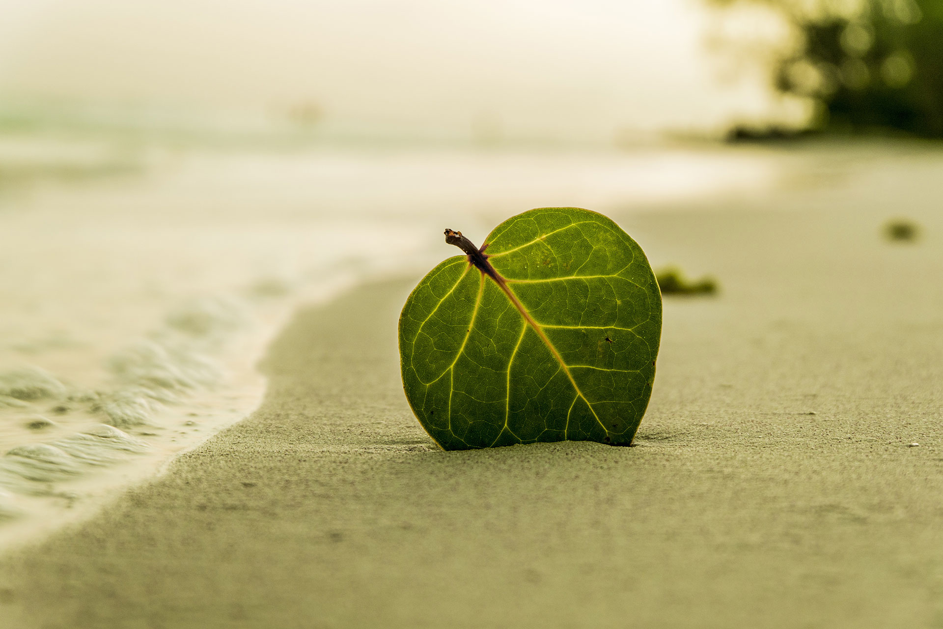 Preview for Serene-beach-leaf-scene-ball-background-4549e