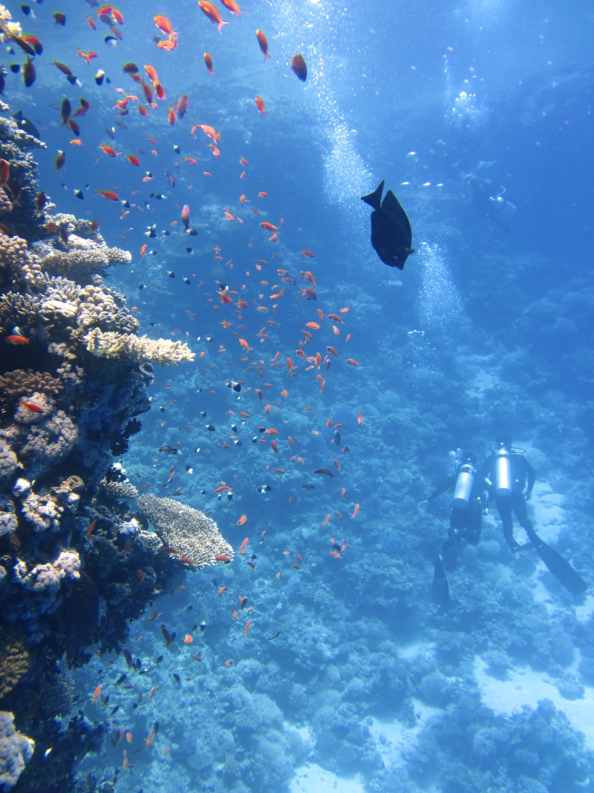 Preview for Underwater-divers-near-coral-reef-animal-background-d9de8