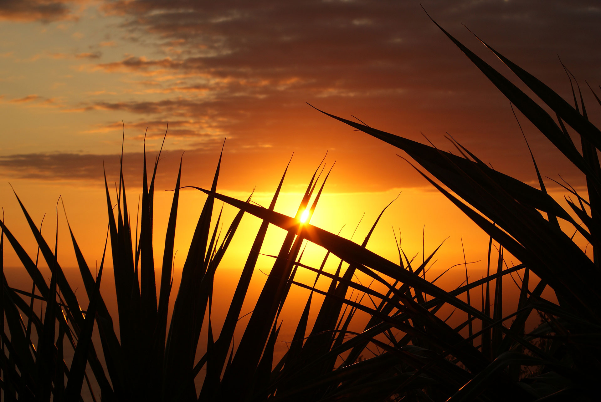 Preview for Serene-sunset-landscape-grass-background-f5c32
