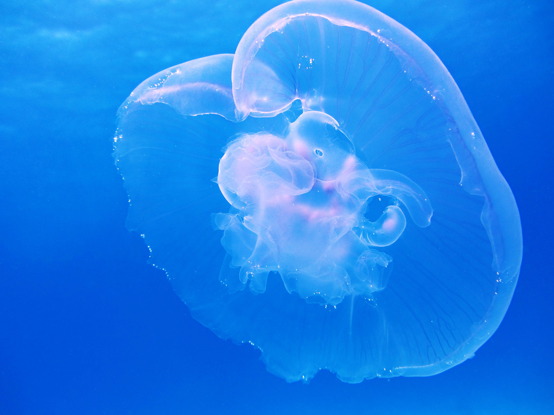Preview for Moon-jellyfish-ocean-animal-background-3a95a