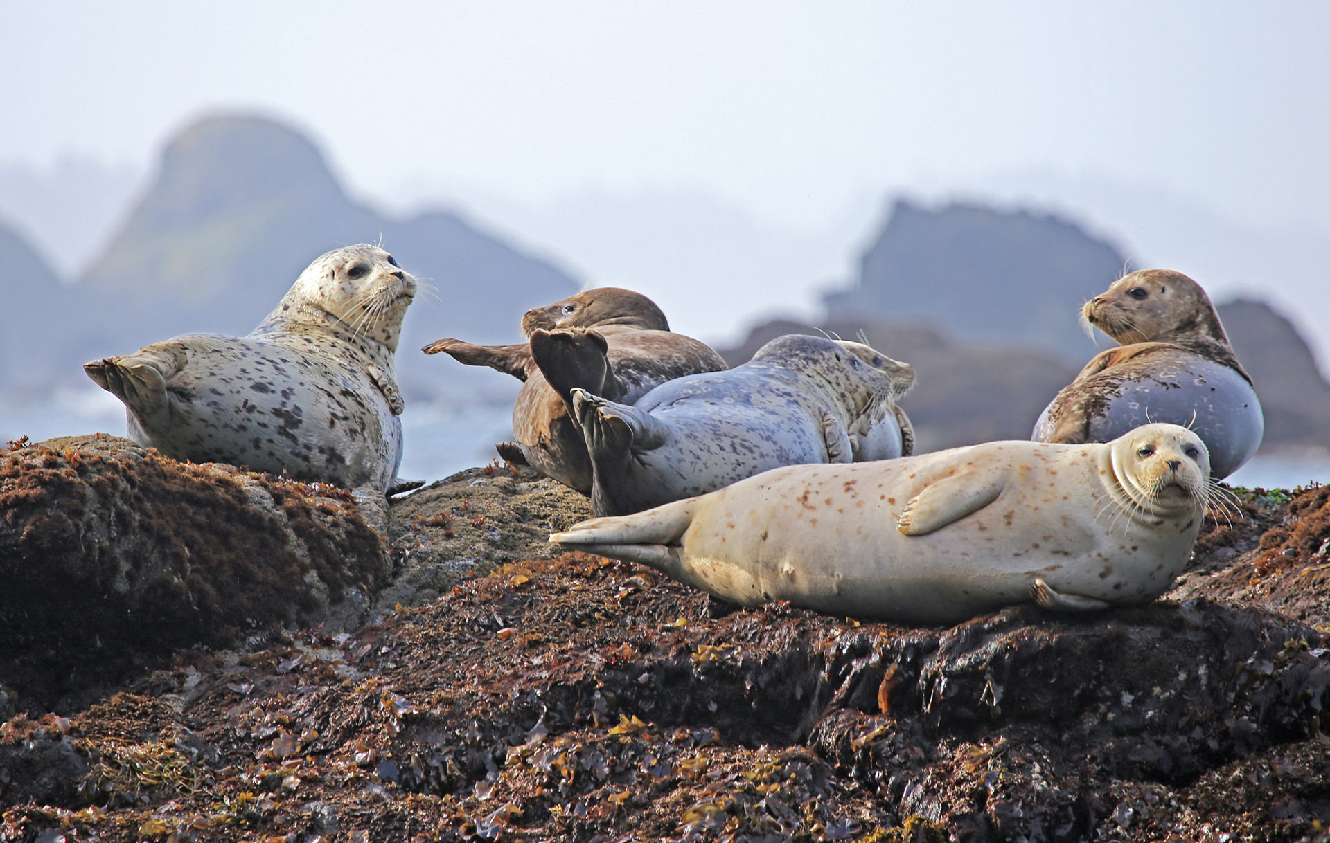 Preview for Seals-on-rocky-coastline-animal-background-30243