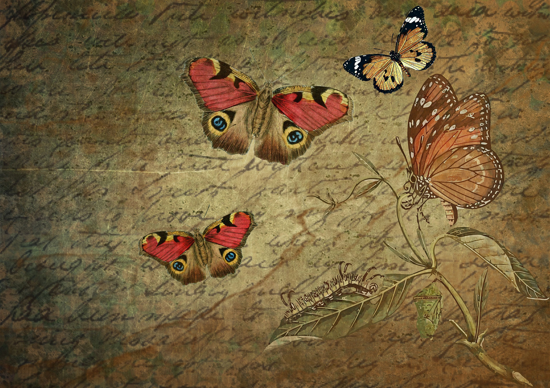 Preview for Butterflies-on-leaf-animal-background-7baea