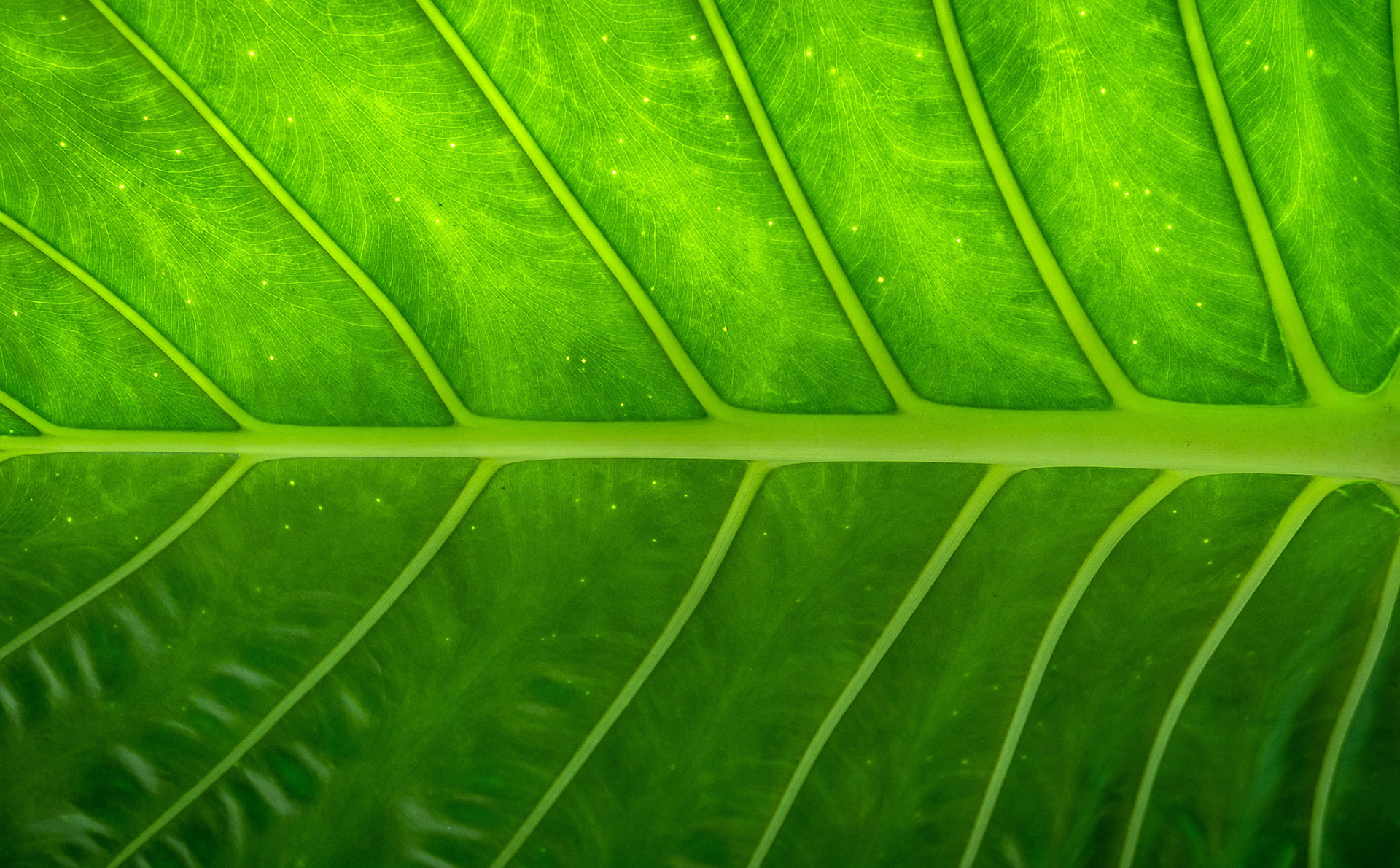 Preview for Vibrant-green-leaf-texture-background-2296a
