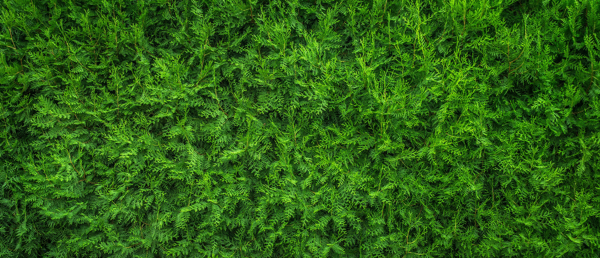 Preview for Green-grass-texture-background-2bae9