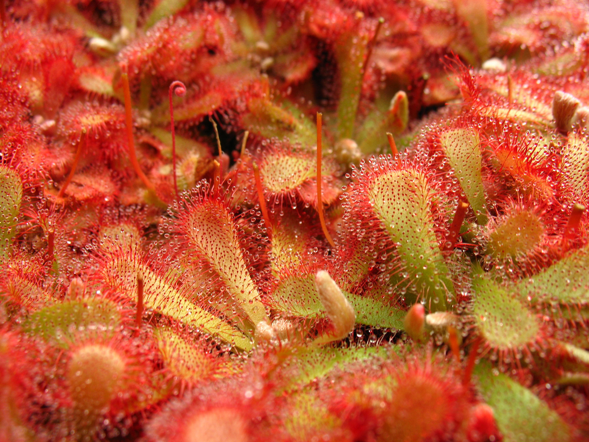 Preview for Sundew-carnivorous-plants-animal-background-504a8
