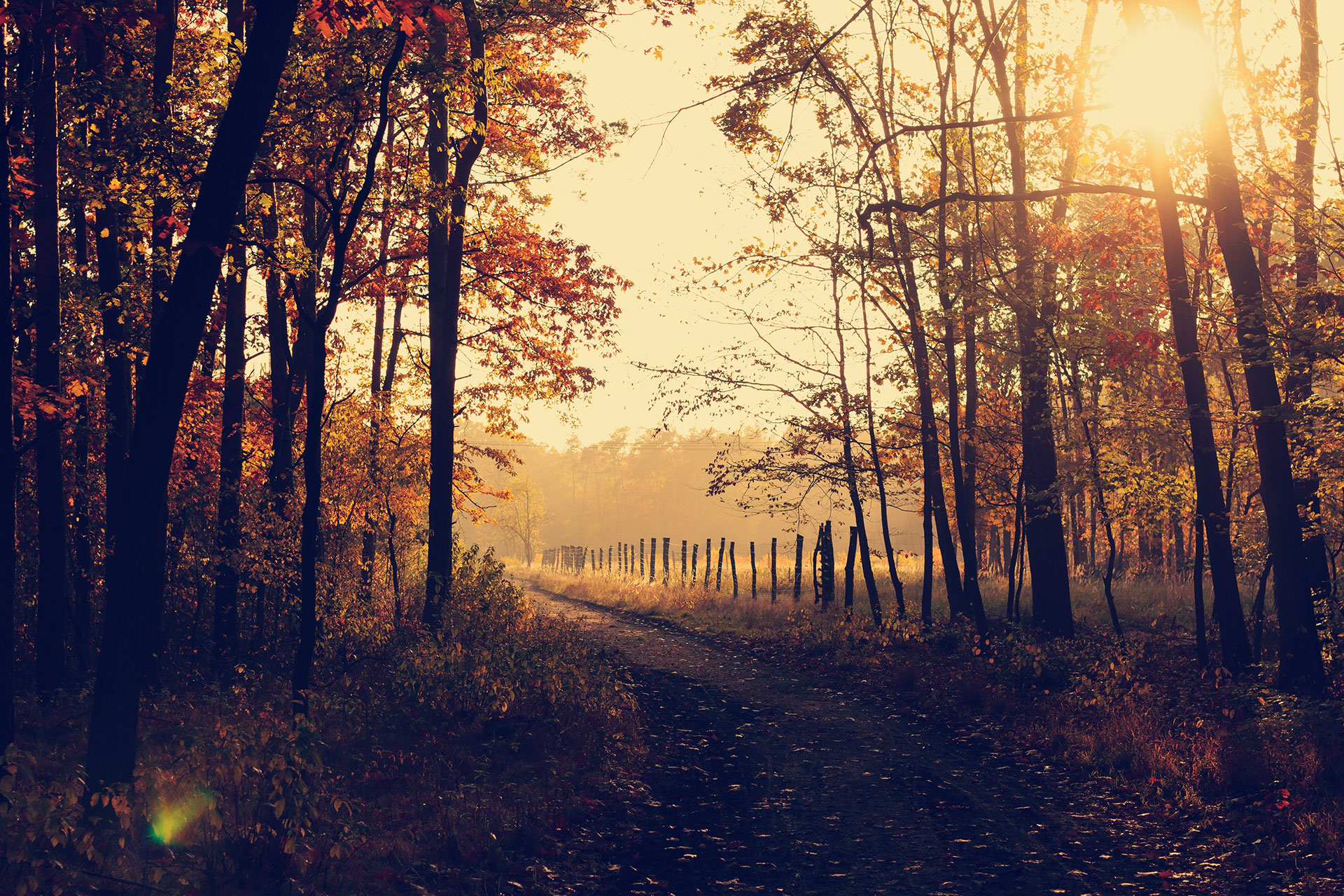 Preview for Serene-autumn-forest-landscape-grove-background-ebab4