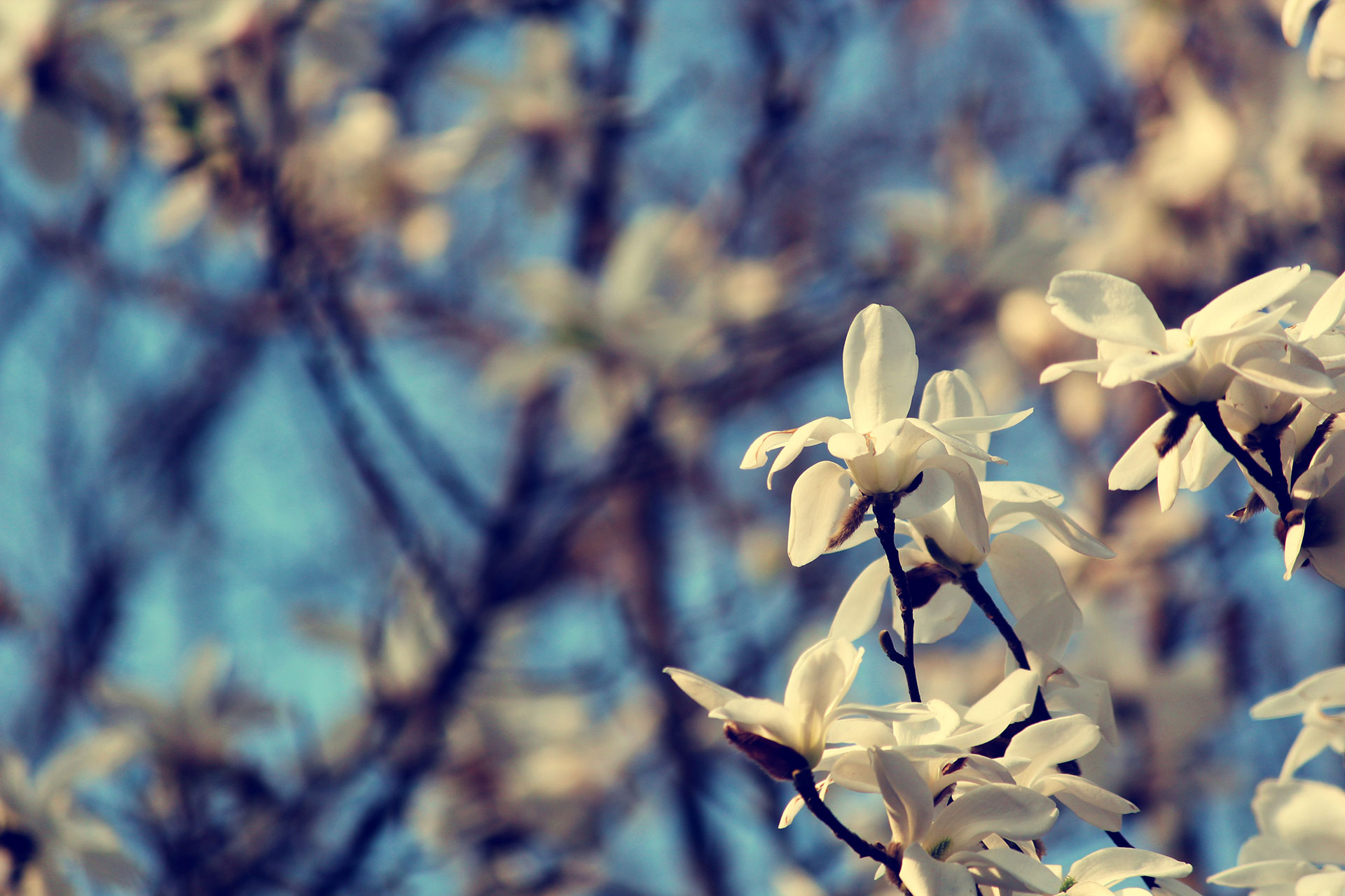 Preview for Magnolia-tree-blossoms-background-7df5e
