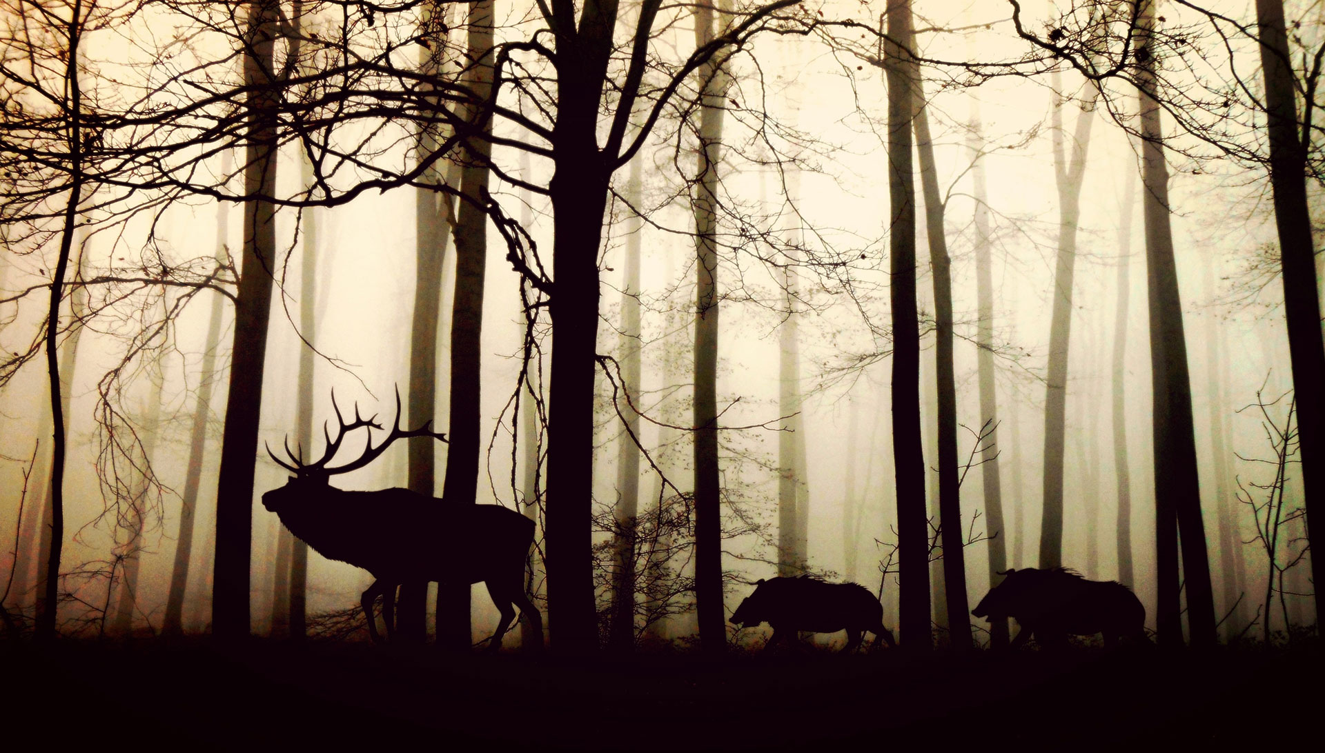 Preview for Misty-forest-deer-silhouettes-animal-background-0cd27