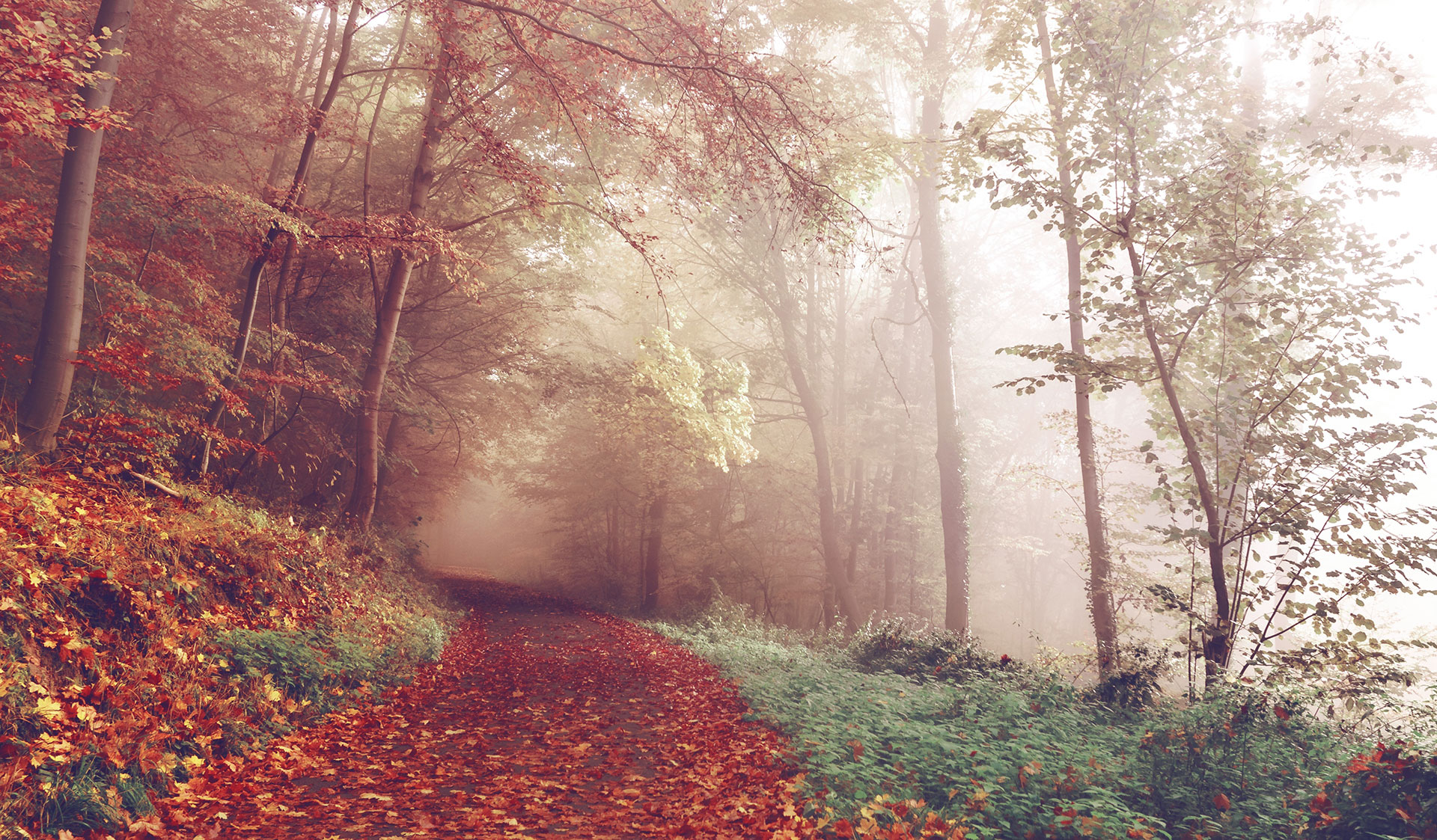 Preview for Misty-autumn-forest-path-flare-background-fc5c0