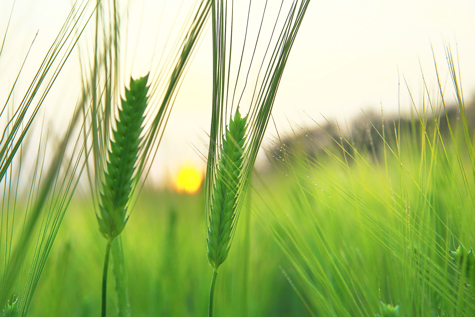 Preview for Wheat-field-sunset-food-background-93887