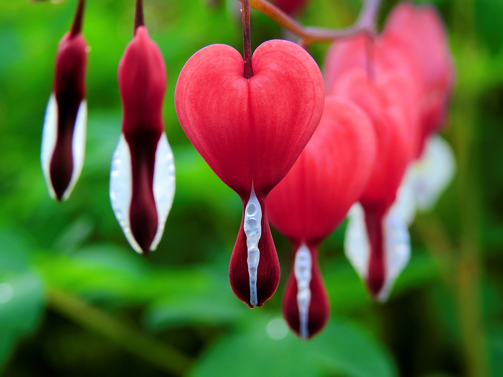 Preview for Bleeding-heart-flowers-anther-background-54c03