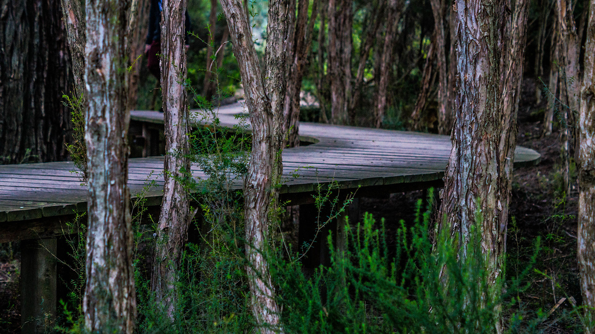 Preview for Serene-forest-boardwalk-grove-background-c864e
