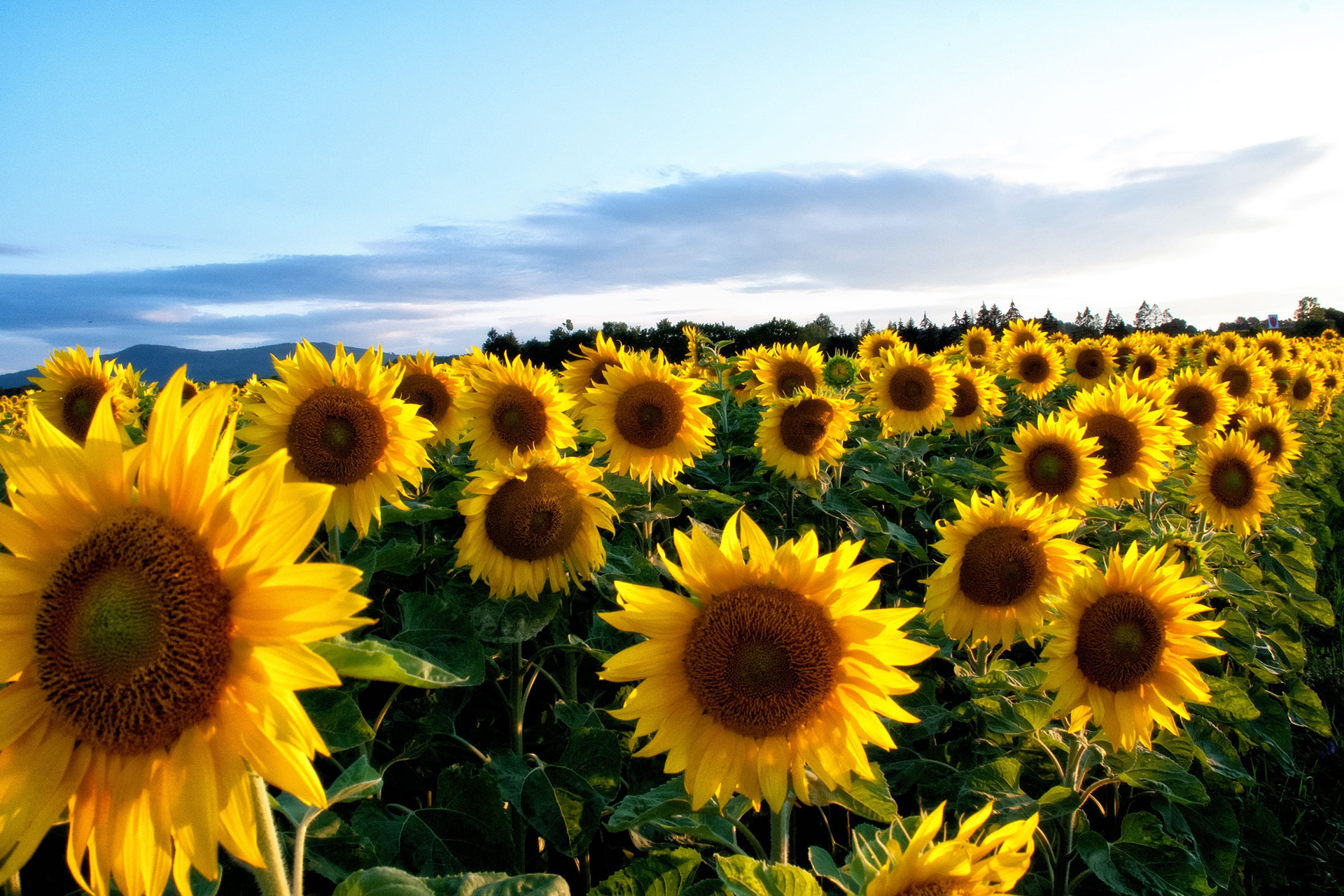 Preview for Sunflower-field-landscape-blossom-background-f126d