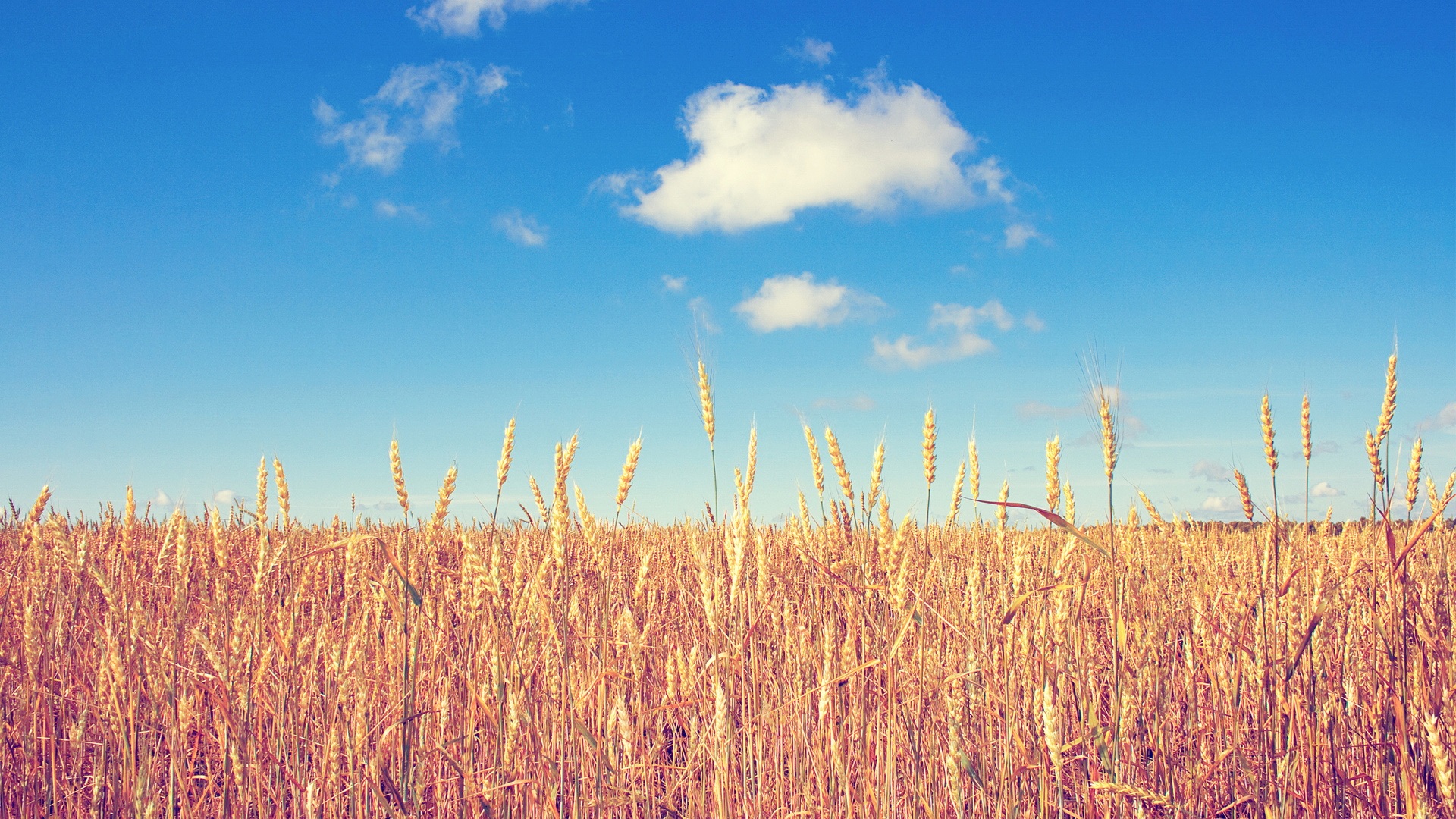 Preview for Golden-wheat-field-blue-sky-background-e495e