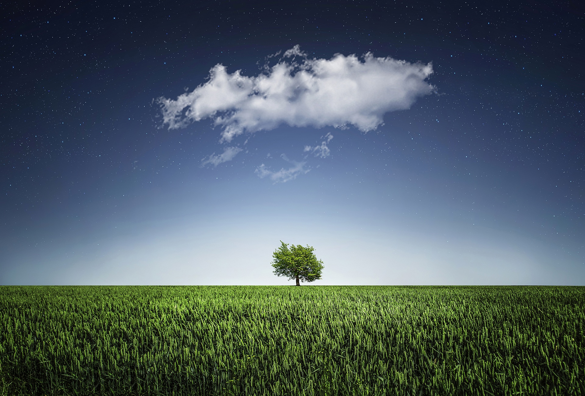 Preview for Serene-landscape-lone-tree-field-background-07873