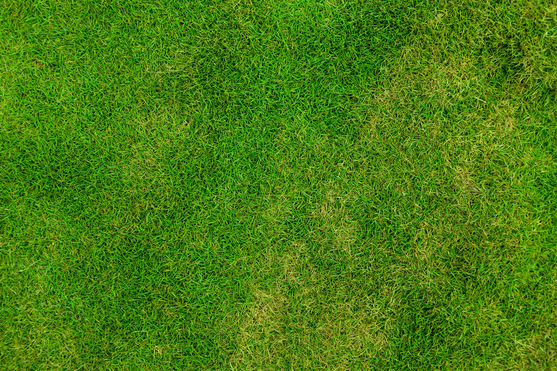Preview for Green-grass-texture-background-13b5c
