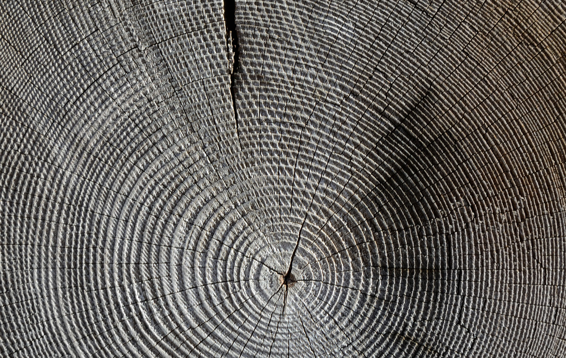 Preview for Tree-ring-pattern-rug-background-5a027