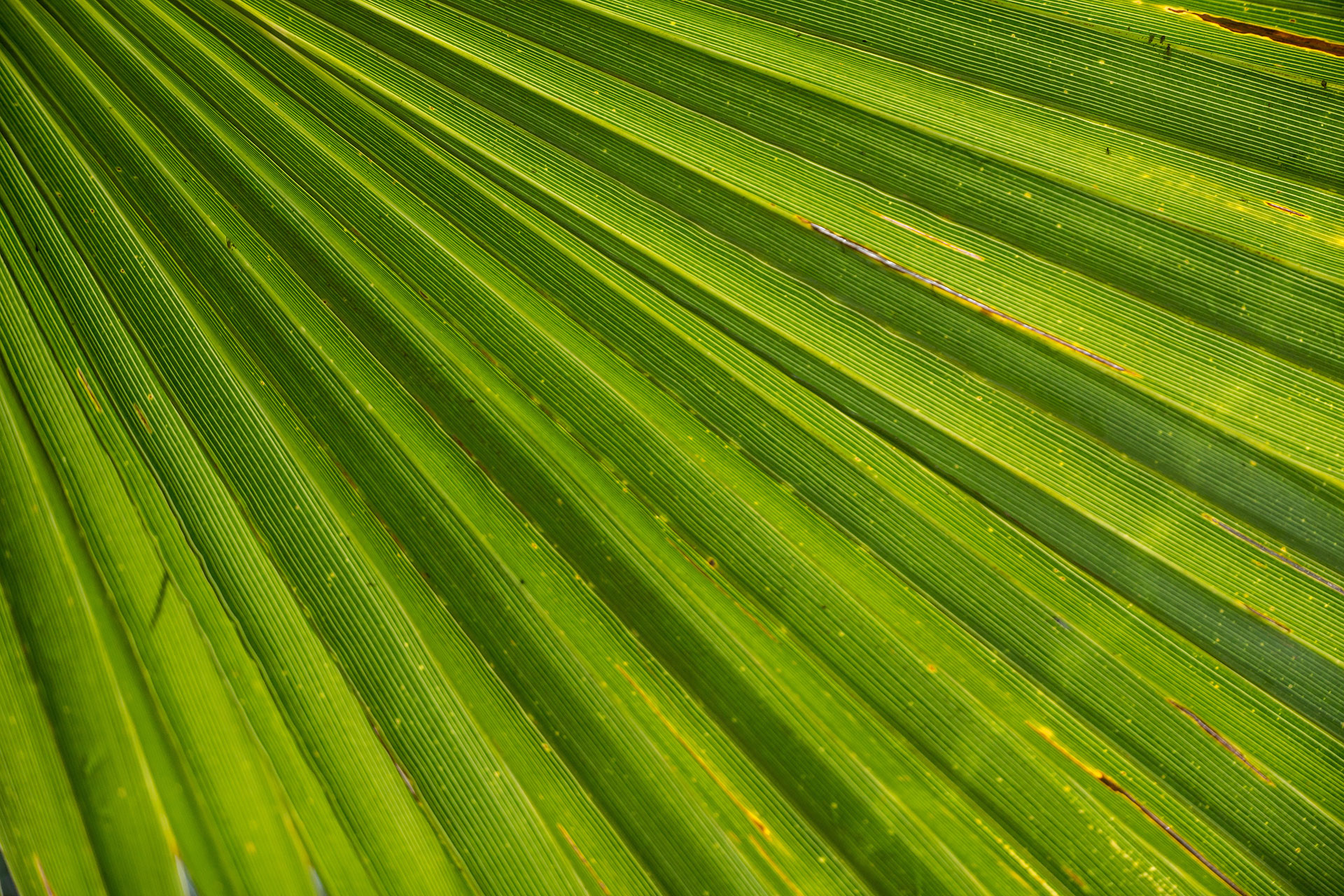 Preview for Vibrant-green-leaf-texture-grass-background-f880a