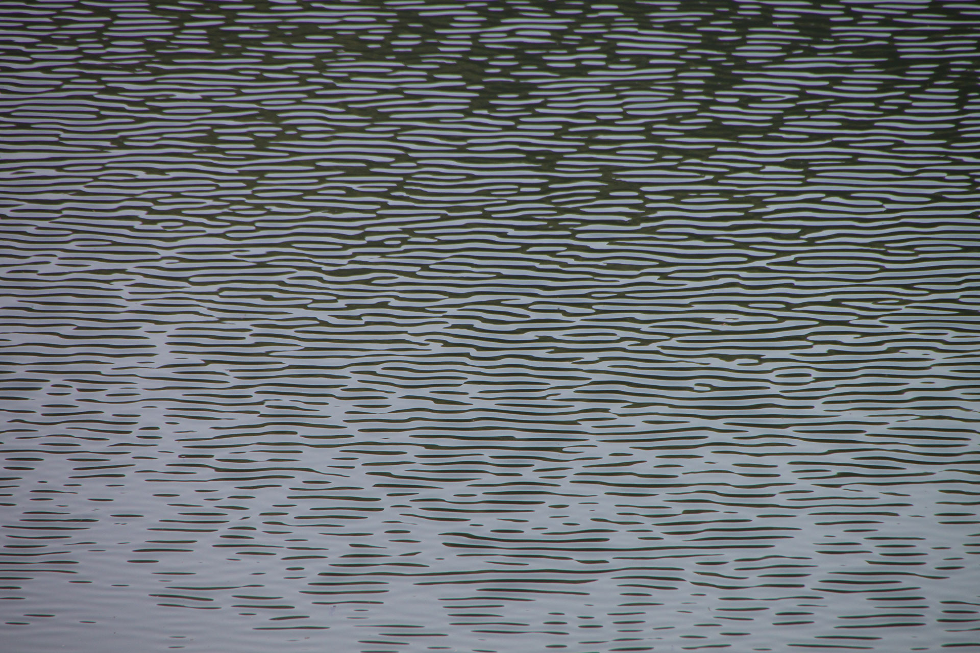 Preview for Distorted-water-surface-animal-background-e422f
