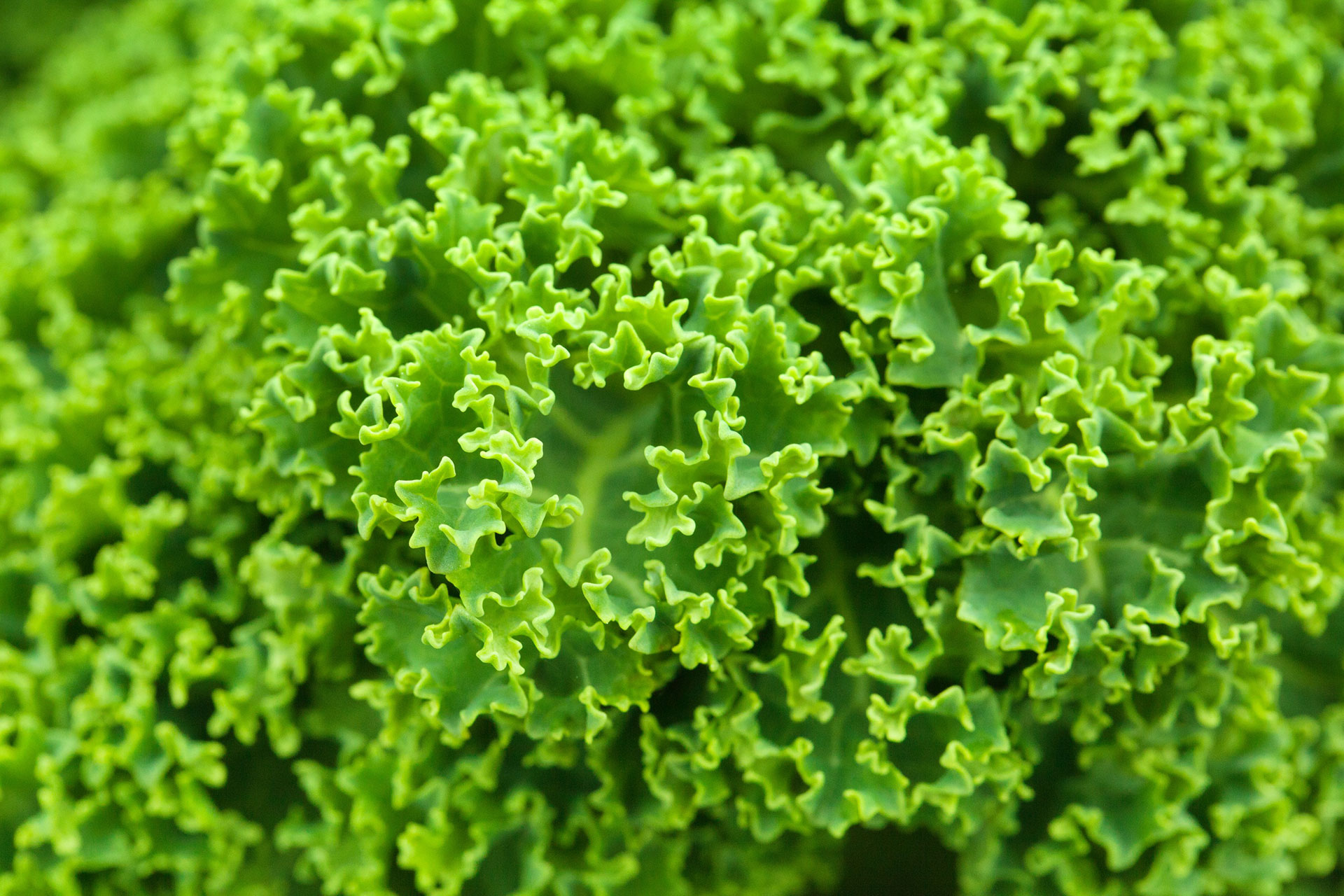 Preview for Fresh-green-leafy-lettuce-cabbage-background-f7edf