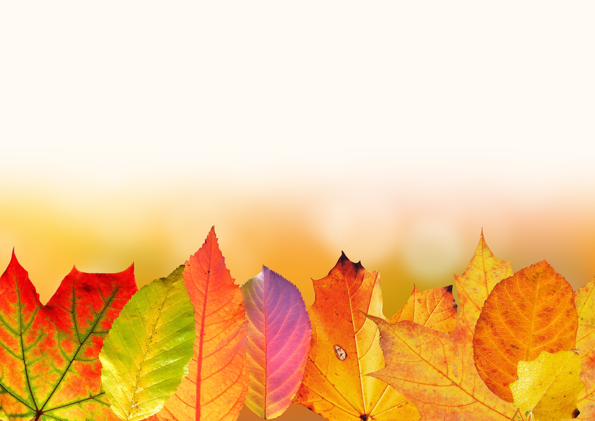 Preview for Autumn-leaves-colorful-display-fall-background-2e170
