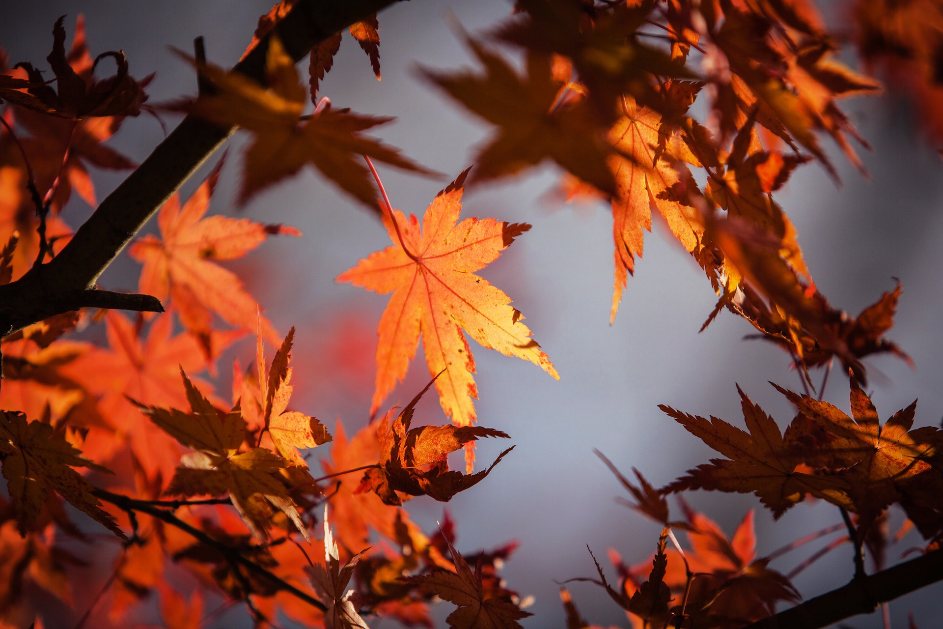 Preview for Autumn-maple-leaves-fall-background-2ef8f