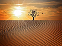 A barren tree stands alone in the desert with rippled sand and a setting sun in the background.