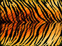 Close-up of tiger stripes